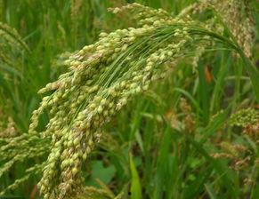 抖音国产 第5页